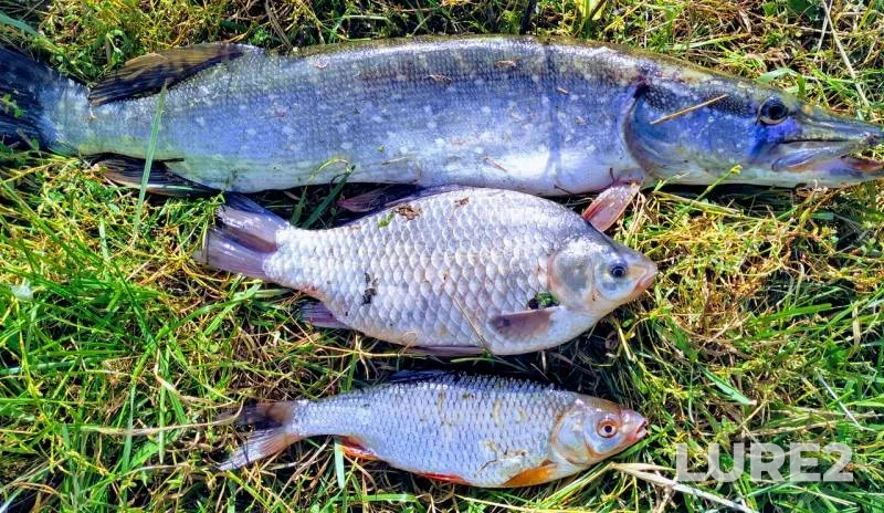 Crucian carp, Pike — Tulskaya oblast, Sep 19, 2019