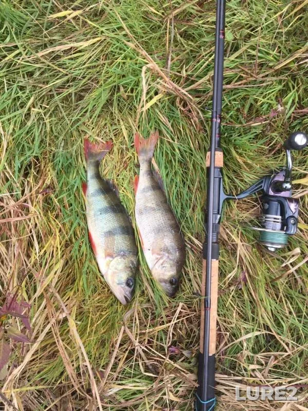 Perch — Mutenka, Sep 19, 2019