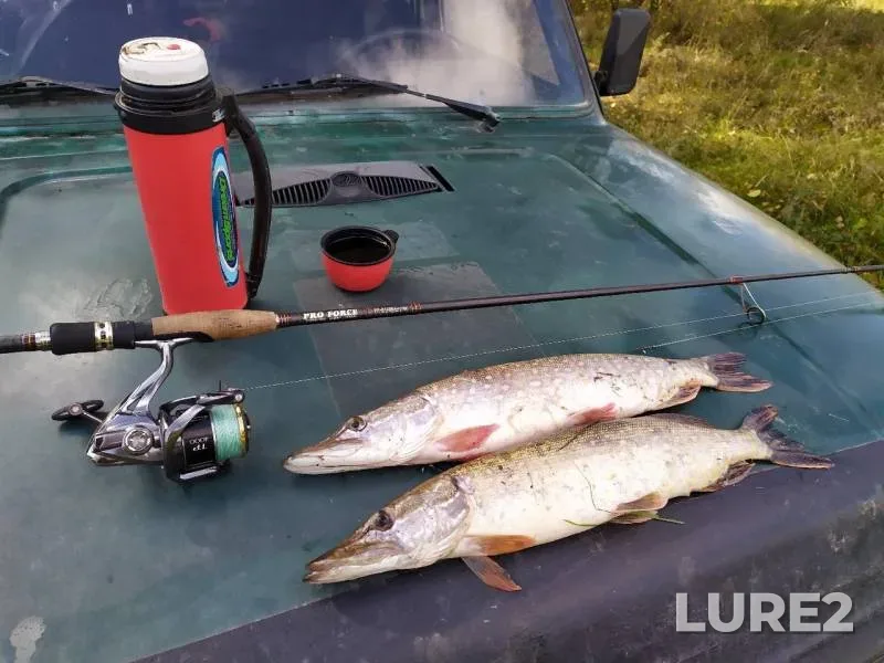 Pike — Tulskaya oblast, Sep 21, 2019