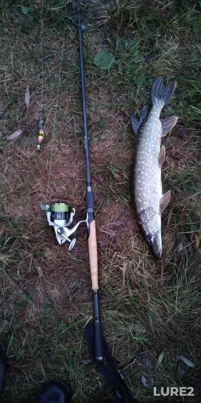 Pike — Tulskaya oblast, Sep 24, 2019