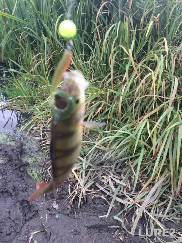 Perch, Pike — Upa, Sep 25, 2019
