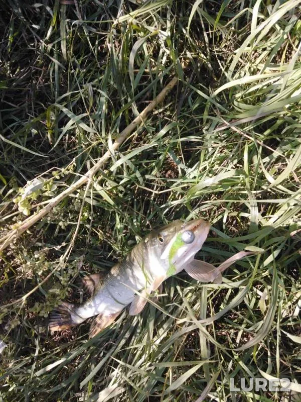 Pike — Upa, Sep 26, 2019