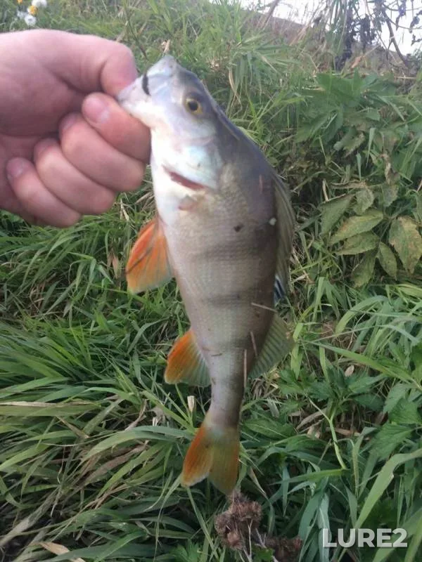 Perch — Upa, Sep 26, 2019