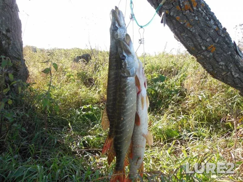 Pike — Tulskaya oblast, Sep 27, 2019