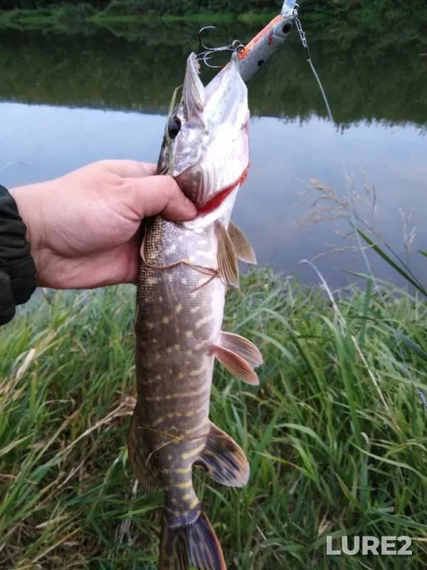 Pike — Upa, Sep 27, 2019