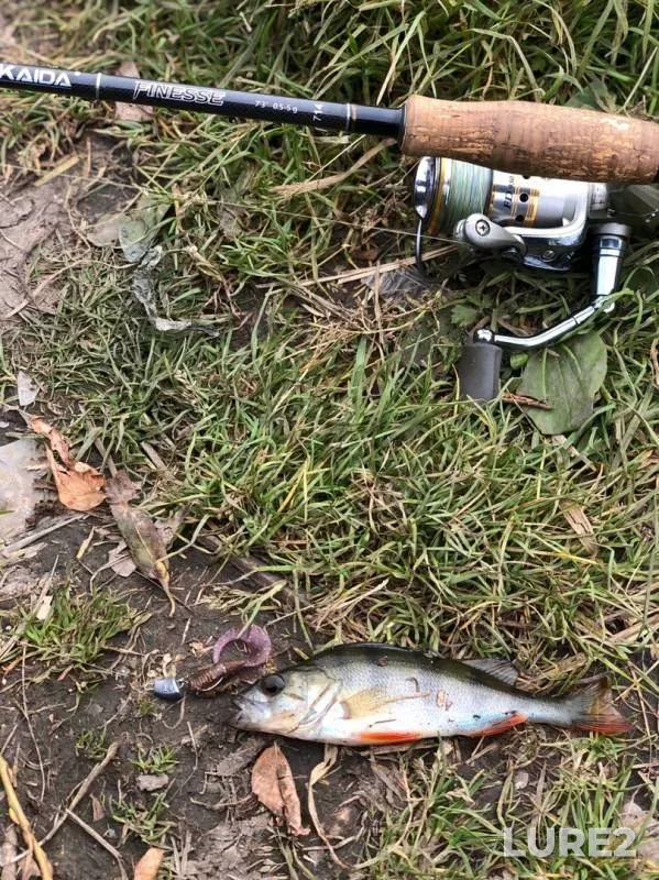 Perch — Upa, Sep 28, 2019