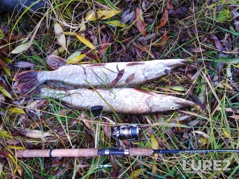 Pike — Sukhaya Tabola, Oct 01, 2019