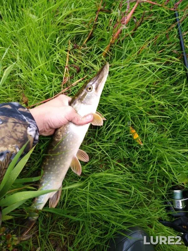 Pike — Oka, Oct 01, 2019