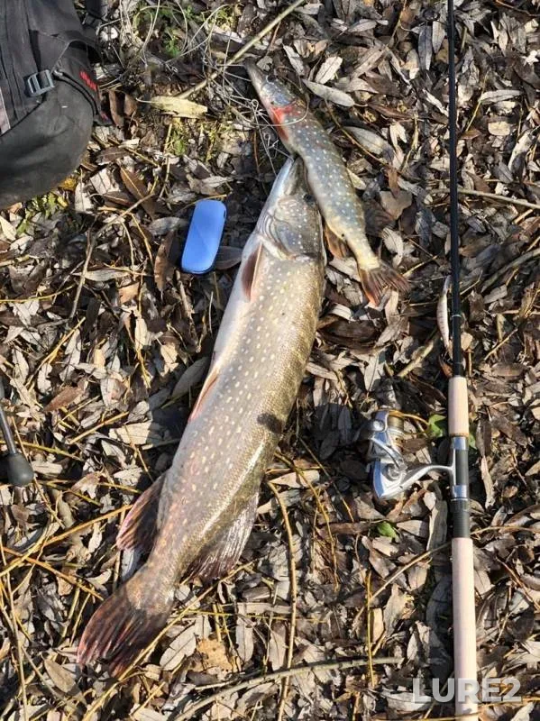 Pike — Tulskaya oblast, Oct 05, 2019