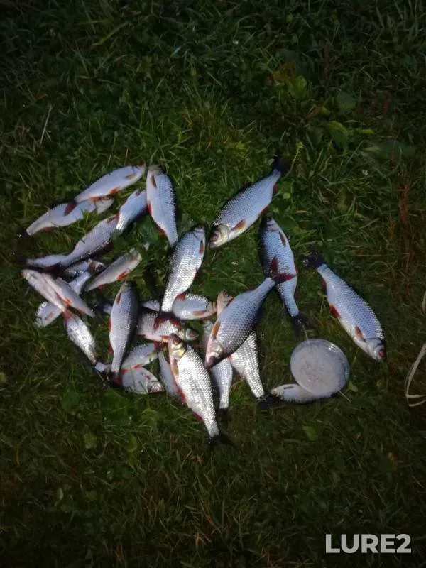 Crucian carp, Roach — Obida, Aug 21, 2019