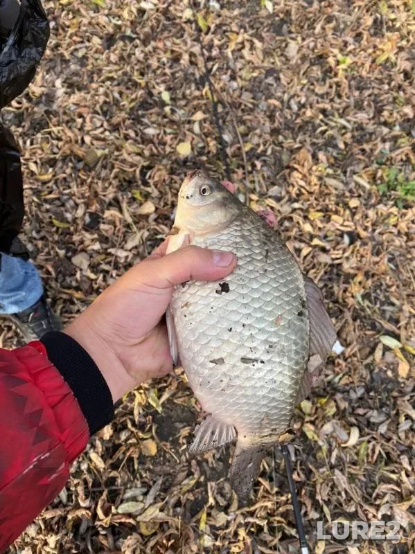 Crucian carp — Upa, Oct 15, 2019
