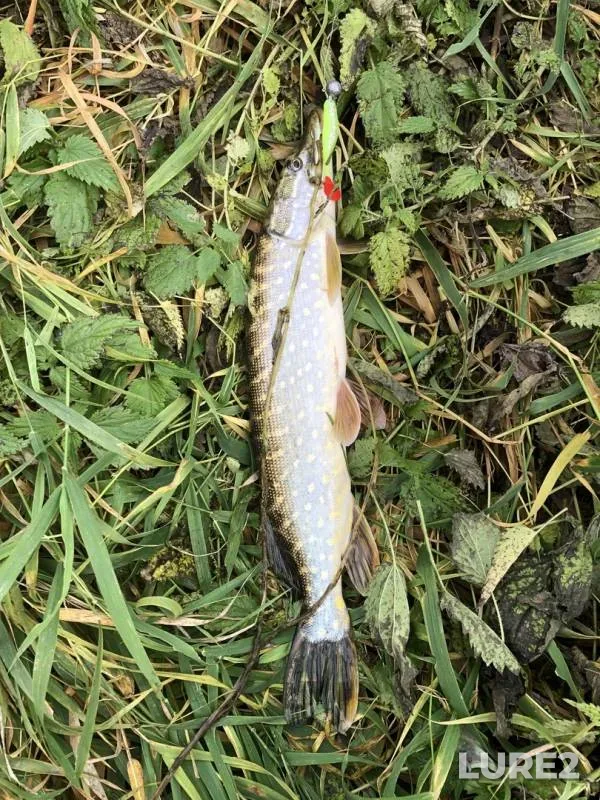 Pike — Tulskaya oblast, Oct 21, 2019