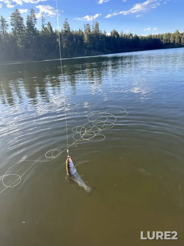 Rainbow trout — Horseshoe Cienega Lake, Dec 03, 2017