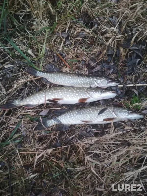Pike — Plava, Nov 02, 2019