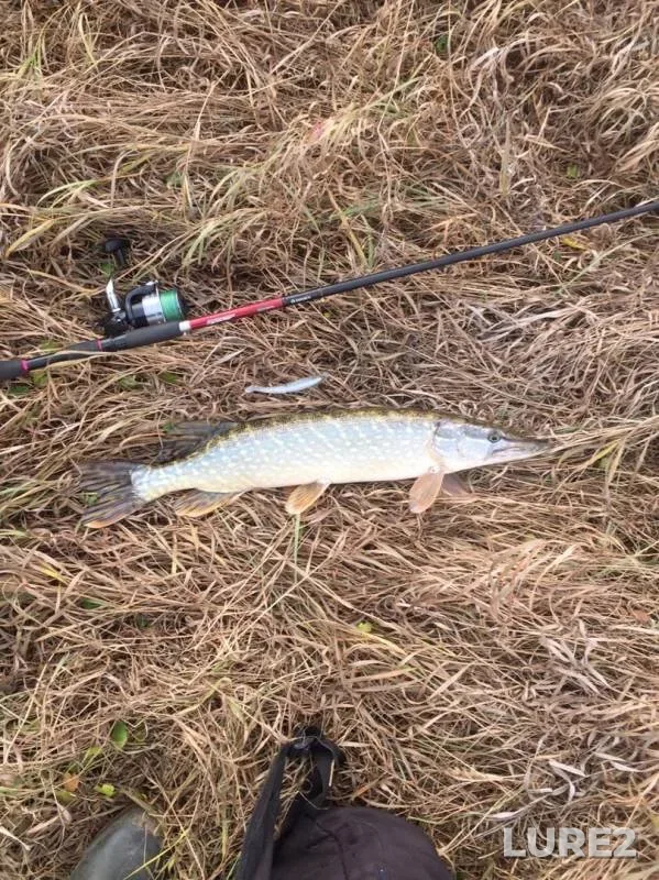 Pike — Tulskaya oblast, Nov 11, 2019