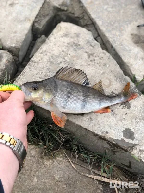 Perch — Upa, Nov 12, 2019