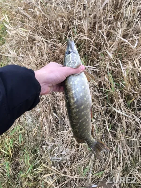 Pike — Shat, Nov 14, 2019