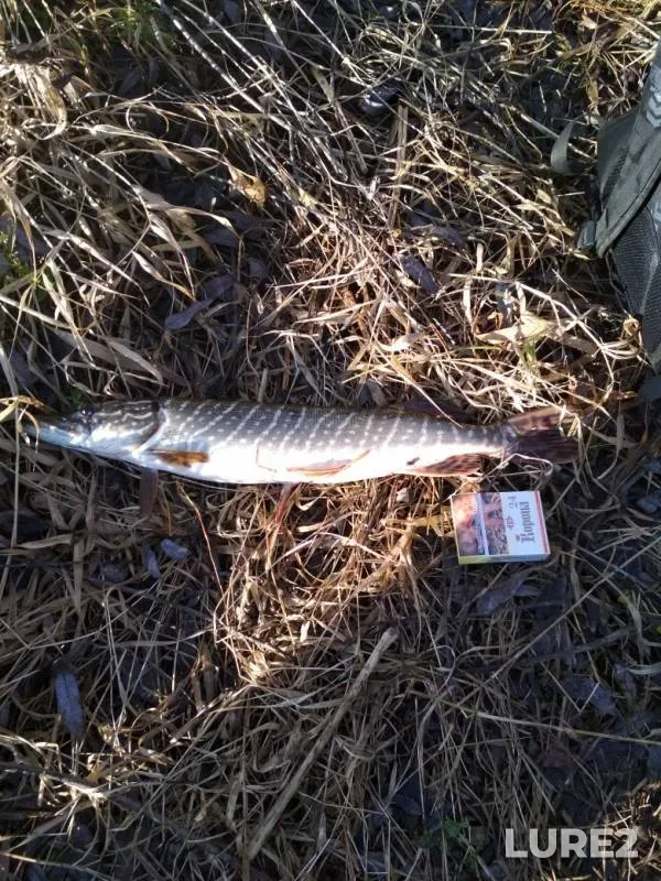 Pike — Plava, Nov 14, 2019