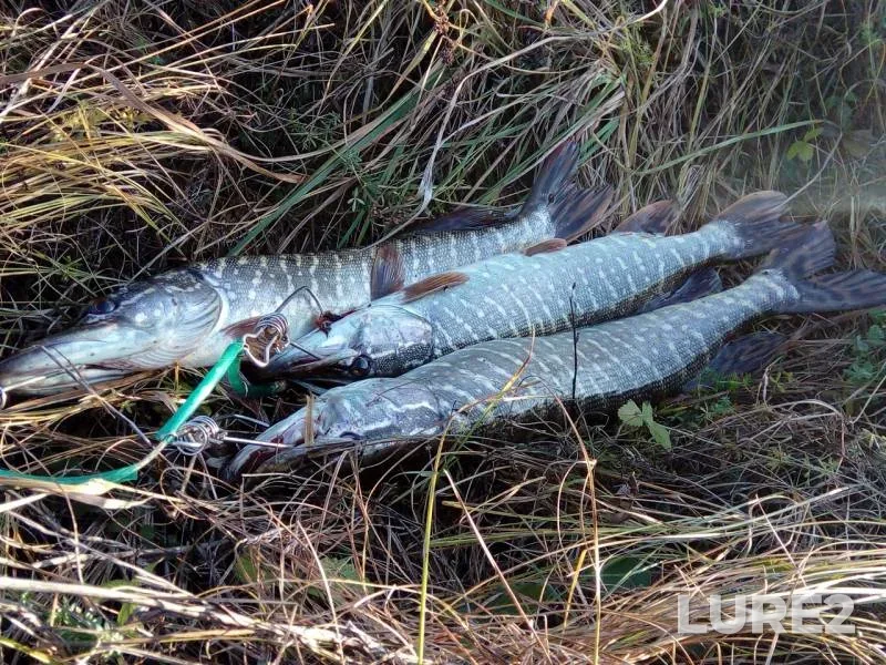 Pike — Tulskaya oblast, Nov 14, 2019