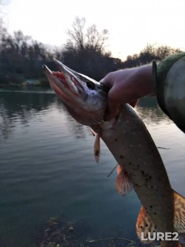Pike — Upa, Nov 15, 2019