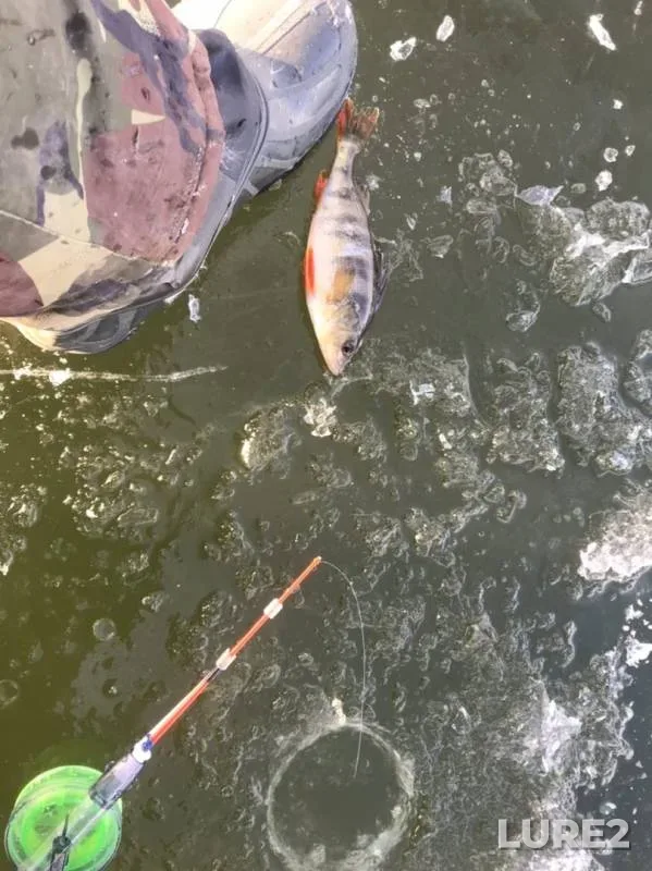 Perch — Tulskaya oblast, Nov 23, 2019