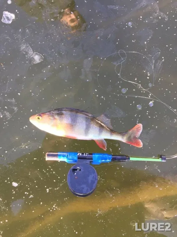 Perch — Tulskaya oblast, Nov 25, 2019