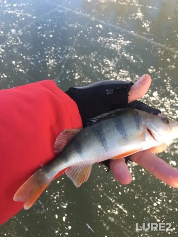 Perch — Upa, Nov 26, 2019
