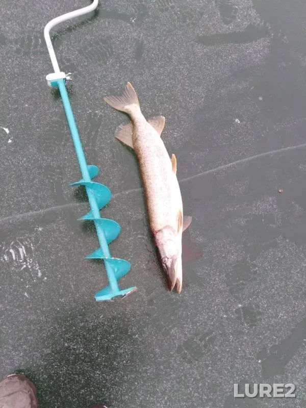 Pike — Zusha, Nov 29, 2019
