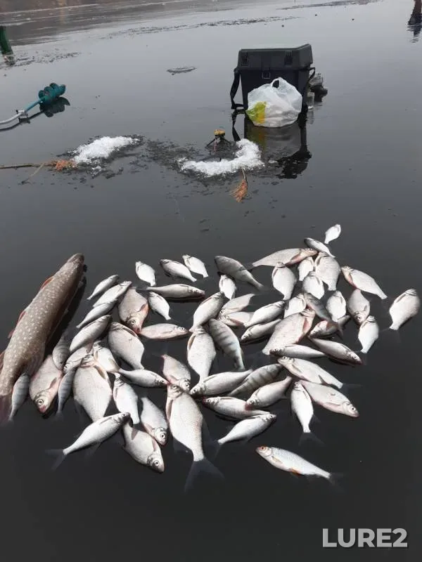 Bream, Perch — Pronskoye, Nov 29, 2019