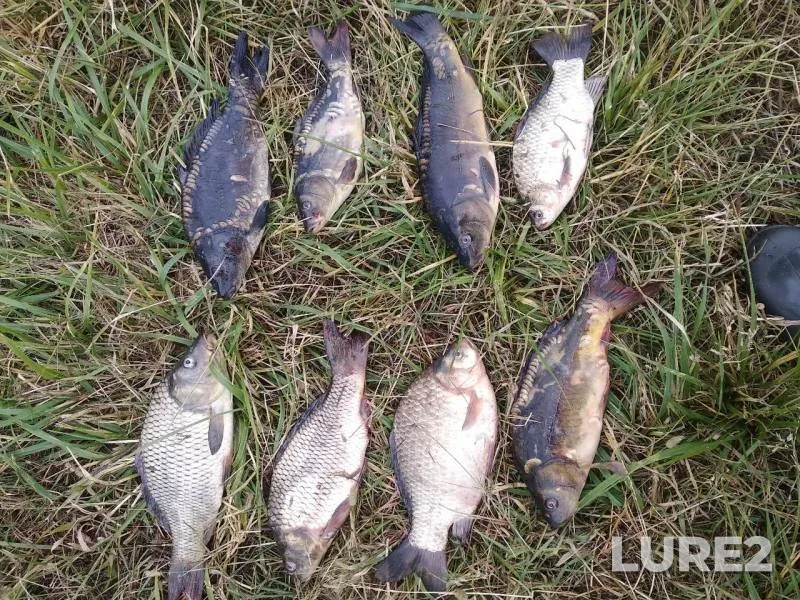 Carp, Crucian carp — №10, Jul 05, 2019