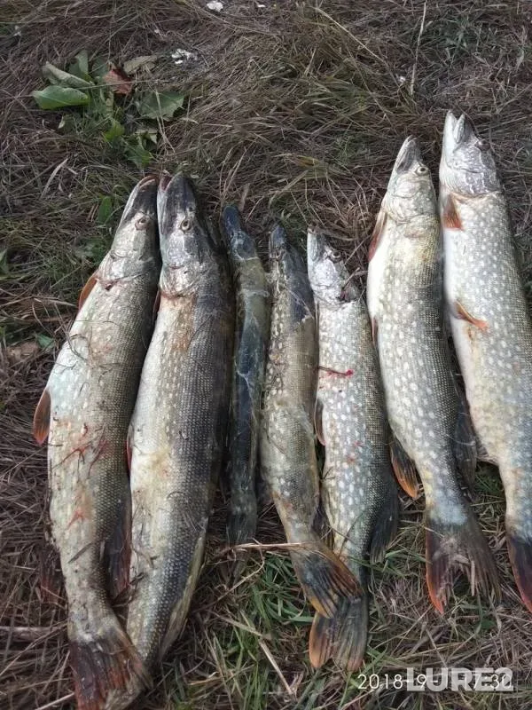 Pike — Sok, Sep 01, 2018