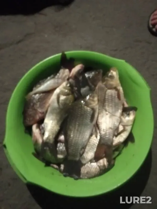 Crucian carp — Donetska oblast, Jul 22, 2019
