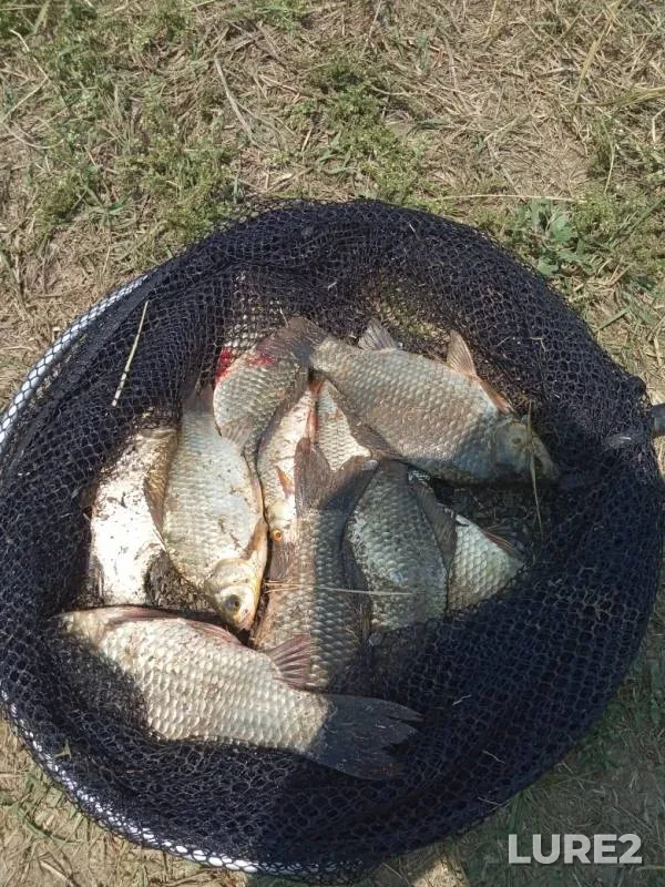 Crucian carp — Gruzskiy Yelanchik, Jul 28, 2019