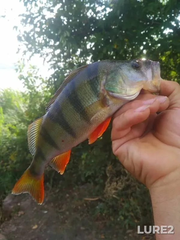 Perch — Olkhovskoye, Jul 28, 2019