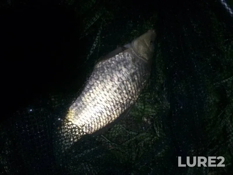 Crucian carp — Donetska oblast, Aug 02, 2019