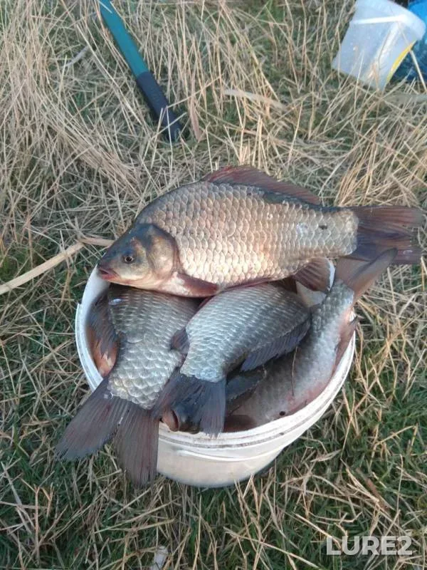 Crucian carp — Nizhnekalmiusskoye, Aug 06, 2019
