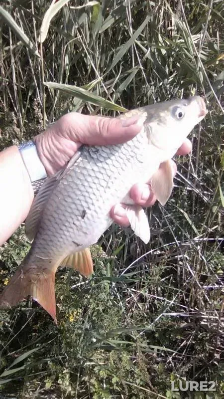 Carp — Donetska oblast, Aug 07, 2019