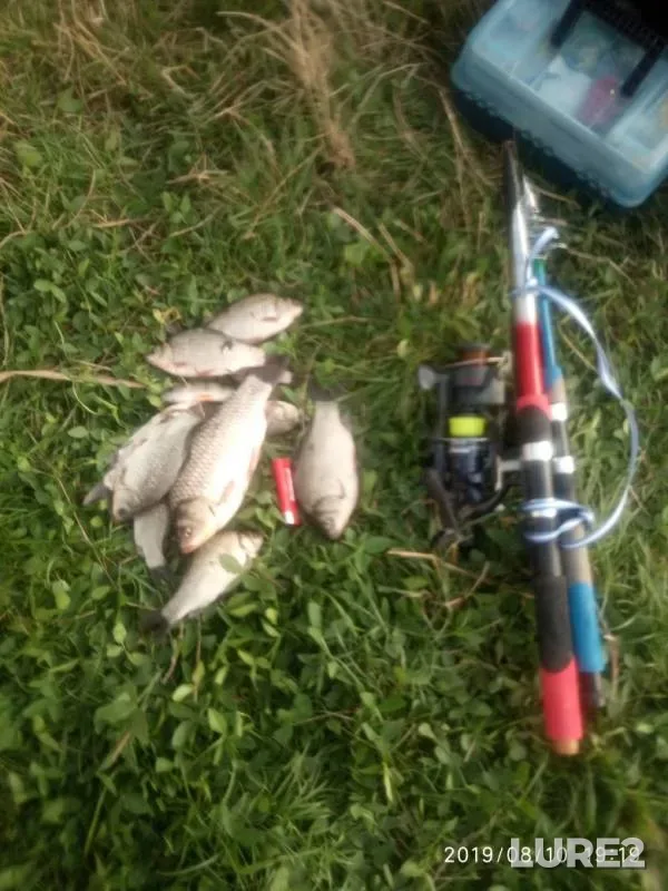 Crucian carp — Shirokiy (Tsiganskiy), Aug 18, 2019