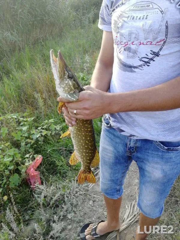 Pike — Donetska oblast, Aug 18, 2019