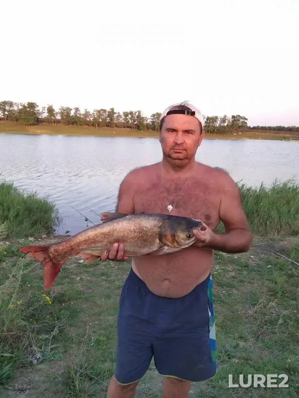 Silver carp — Mokryy Yelanchik, Aug 21, 2019