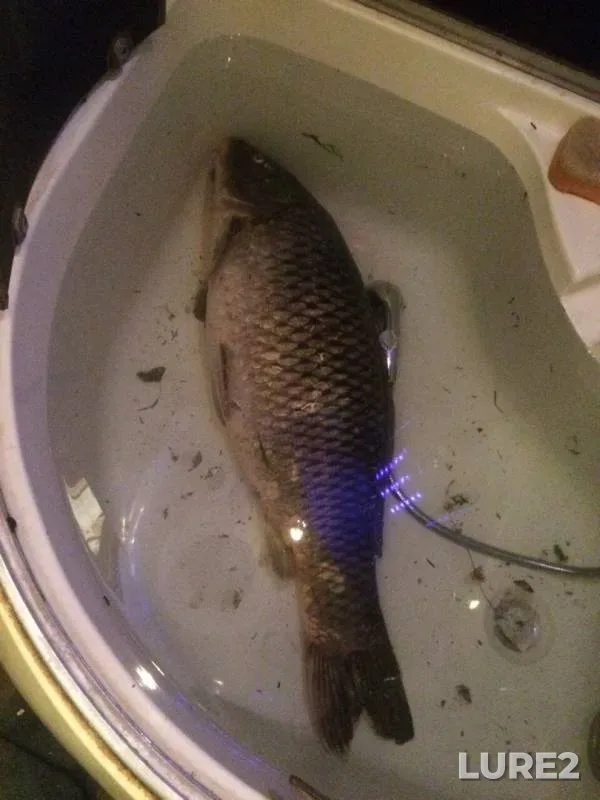 Carp — Donetska oblast, Aug 25, 2019