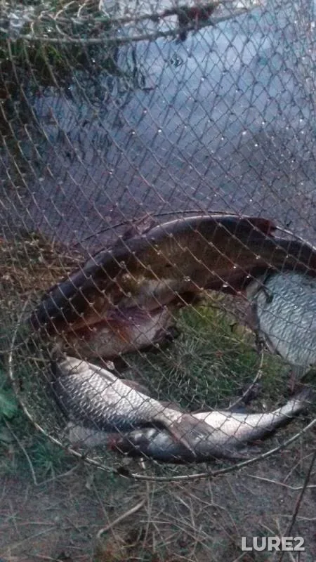 Crucian carp — Starobeshevskoye, Aug 27, 2019