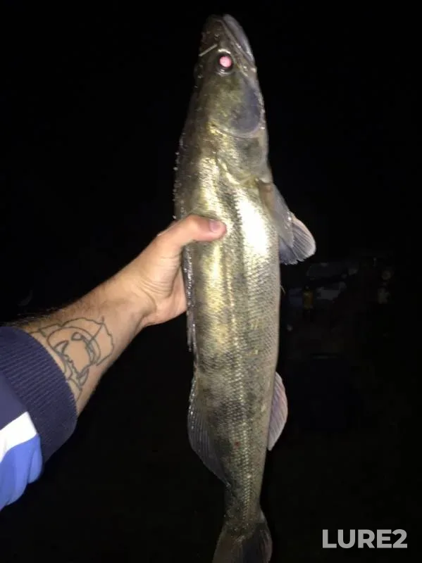 Crucian carp, Zander — Donetska oblast, Aug 28, 2019