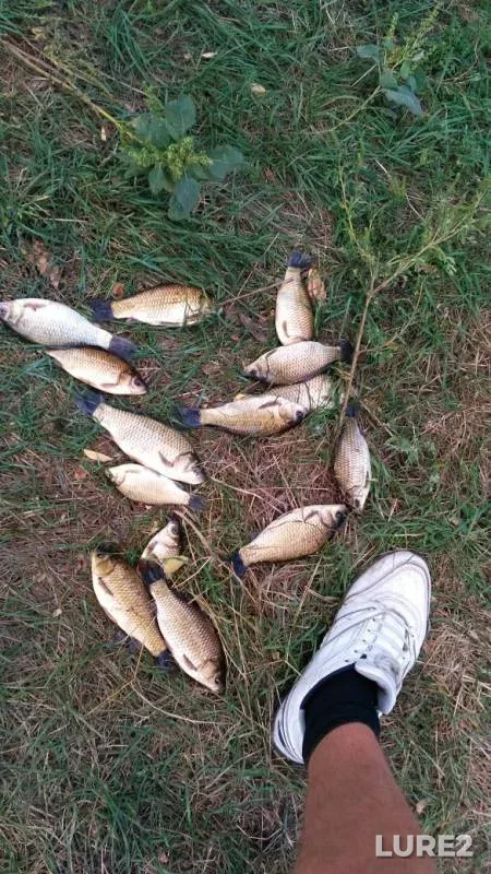 Crucian carp — Kirovskiy, Sep 04, 2019