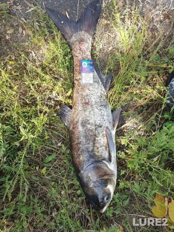 Silver carp — Donetska oblast, Sep 06, 2019
