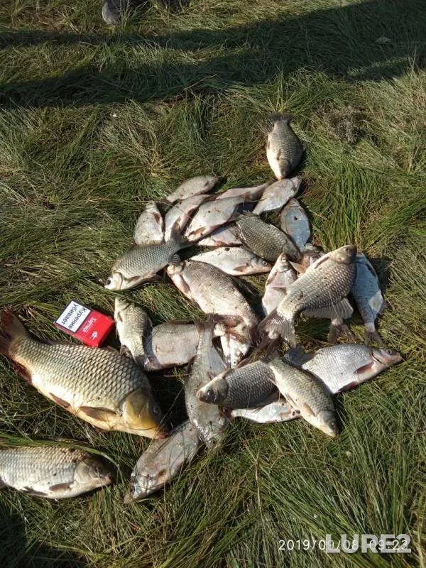 Bream, Crucian carp — Starobeshevskoye, Sep 08, 2019
