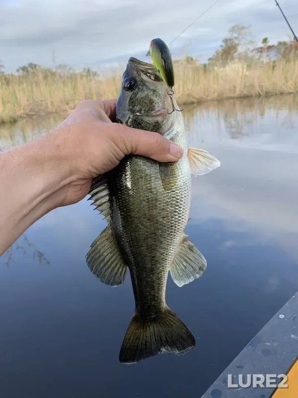 Largemouth bass — Florida, Duval County, Jan 02, 2018