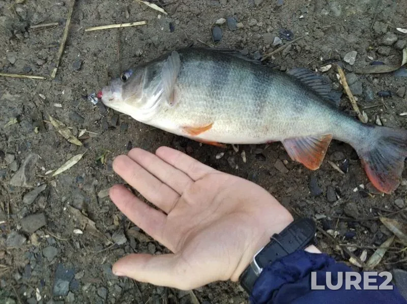 Carp, Perch — Donetska oblast, Oct 27, 2019