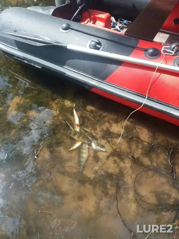 Perch — Selyava, Jul 14, 2019