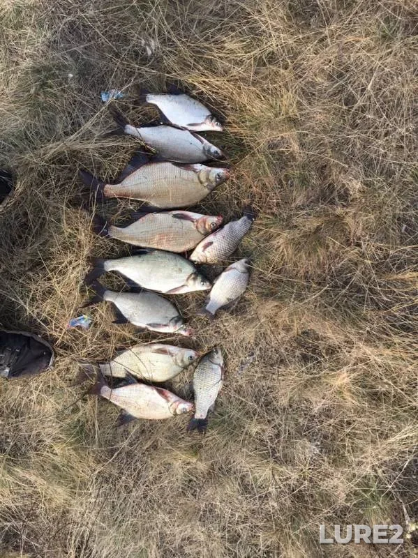 Bream, Crucian carp — Starobeshevskoye, Nov 07, 2019